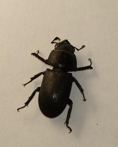 Réf. 270 381 : Dorcus parallelipipedus